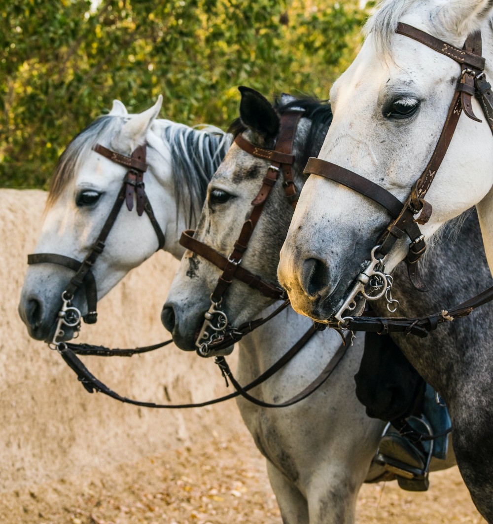 стойло лошадей