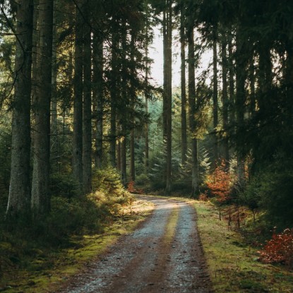 лес Казани для конной прогулки